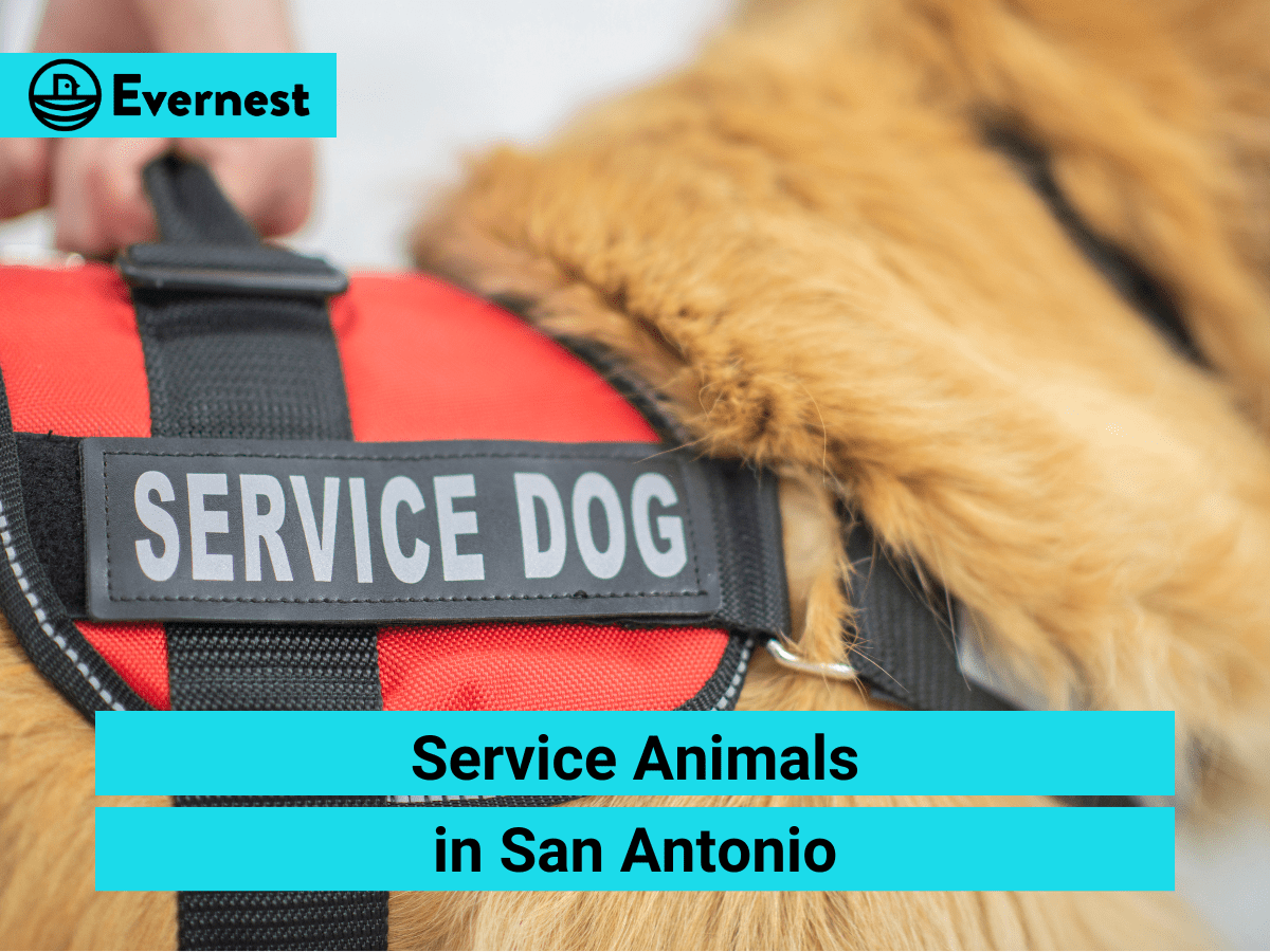 Service Animals in San Antonio: Everything Landlords Need to Know